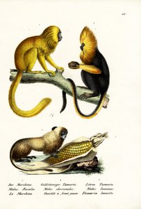 Golden Lion Tamarin
